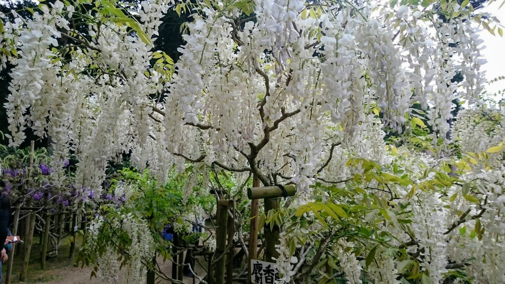 春日大社神苑萬葉植物園の藤