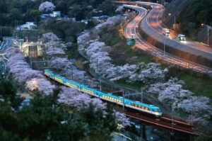 入選「花見頃」 小西里枝（和歌山支部）