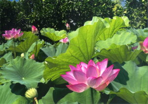 幹事長特別賞「蓮」西口 まゆり（奈良支部）